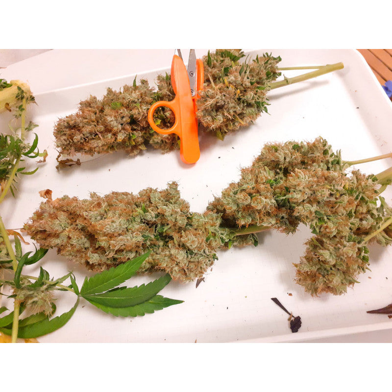CBG-Force - Dutch Passion - 3 Stk