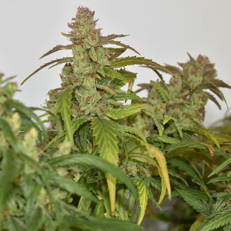 CBG-Force - Dutch Passion - 3 Stk