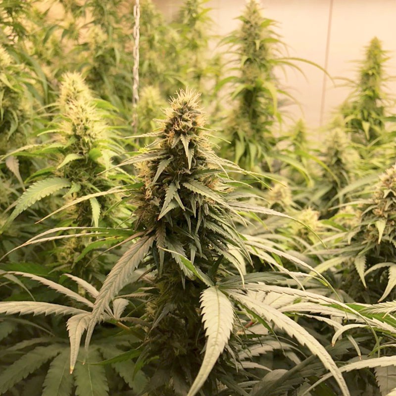 CBG-Force - Dutch Passion - 3 Stk