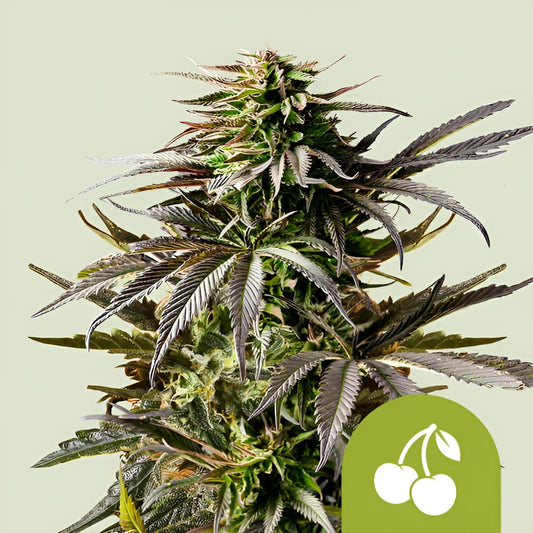 Cherry Pie 3 Stk