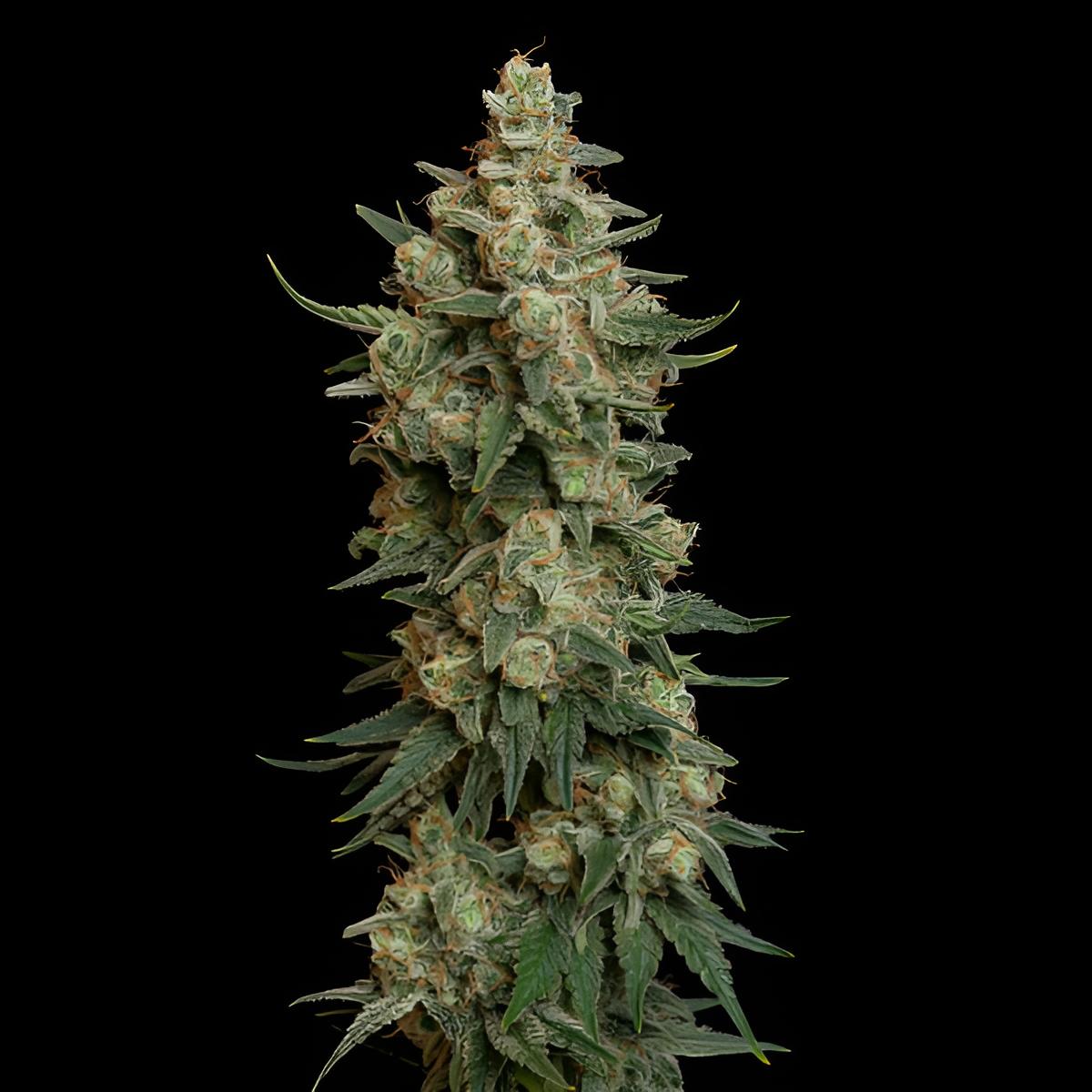 Chocolate Haze ist eine feminisierte Cannabissorte