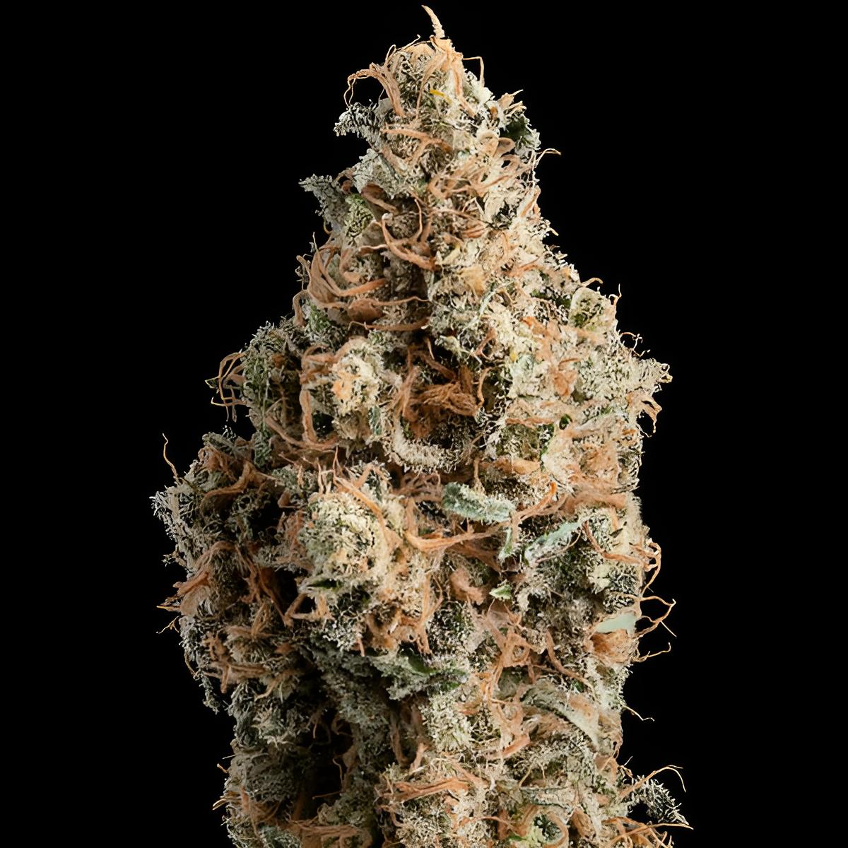 Chocolate Haze ist eine feminisierte Cannabissorte