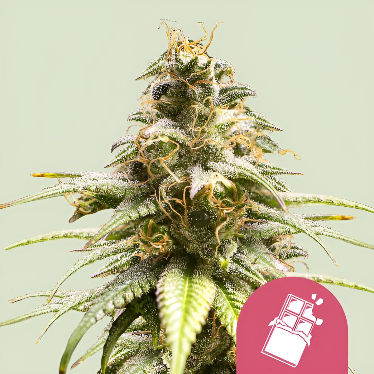 Chocolate Haze ist eine feminisierte Cannabissorte