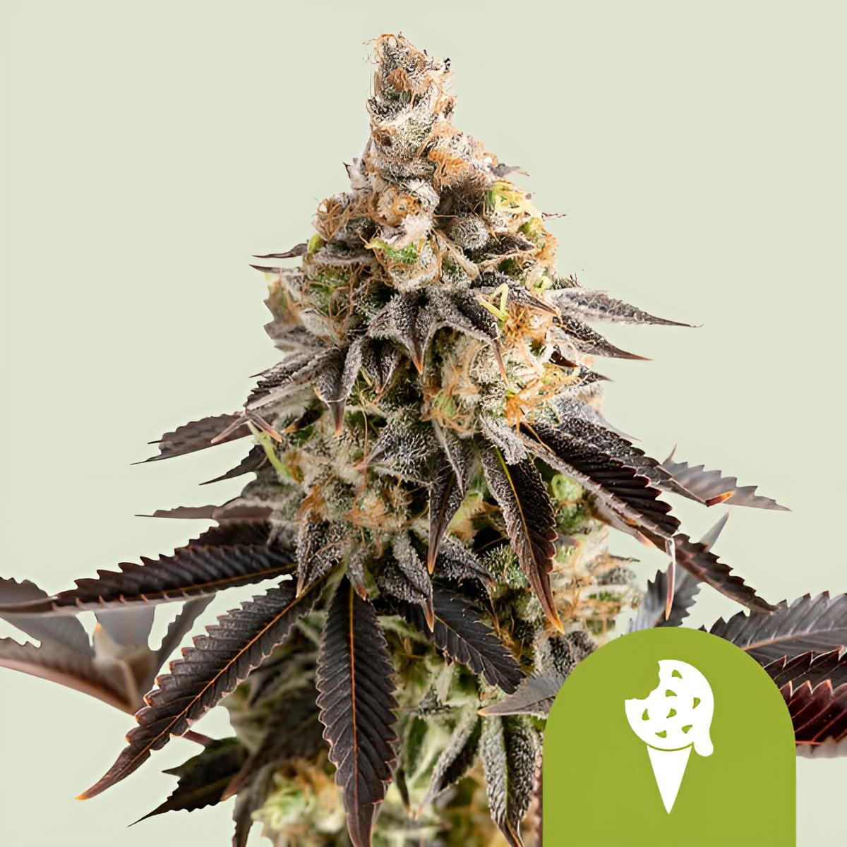 Cookies Gelato 3 Stk