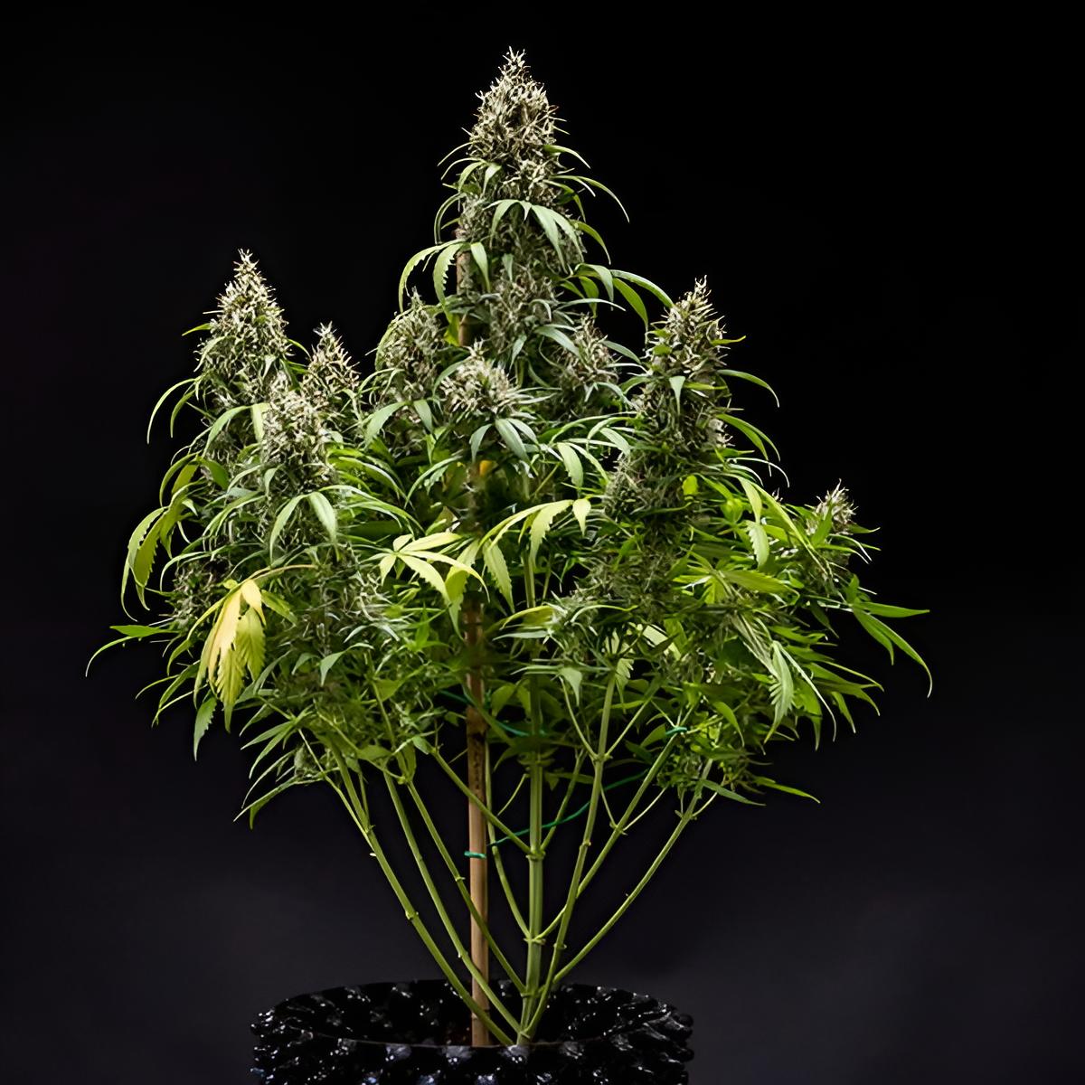 Cookies Gelato 3 Stk