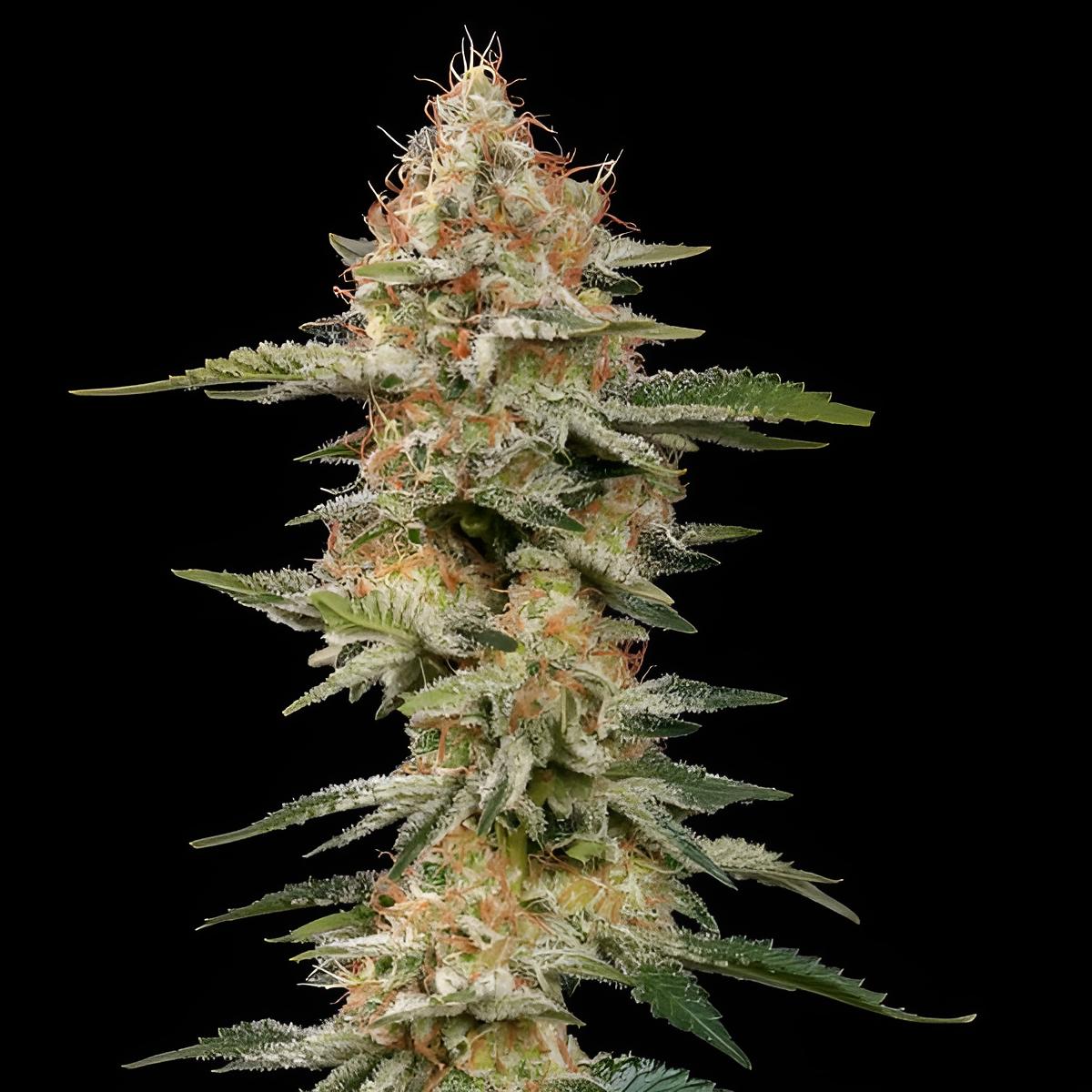 Critical: Premium Photoperiodische Cannabissamen