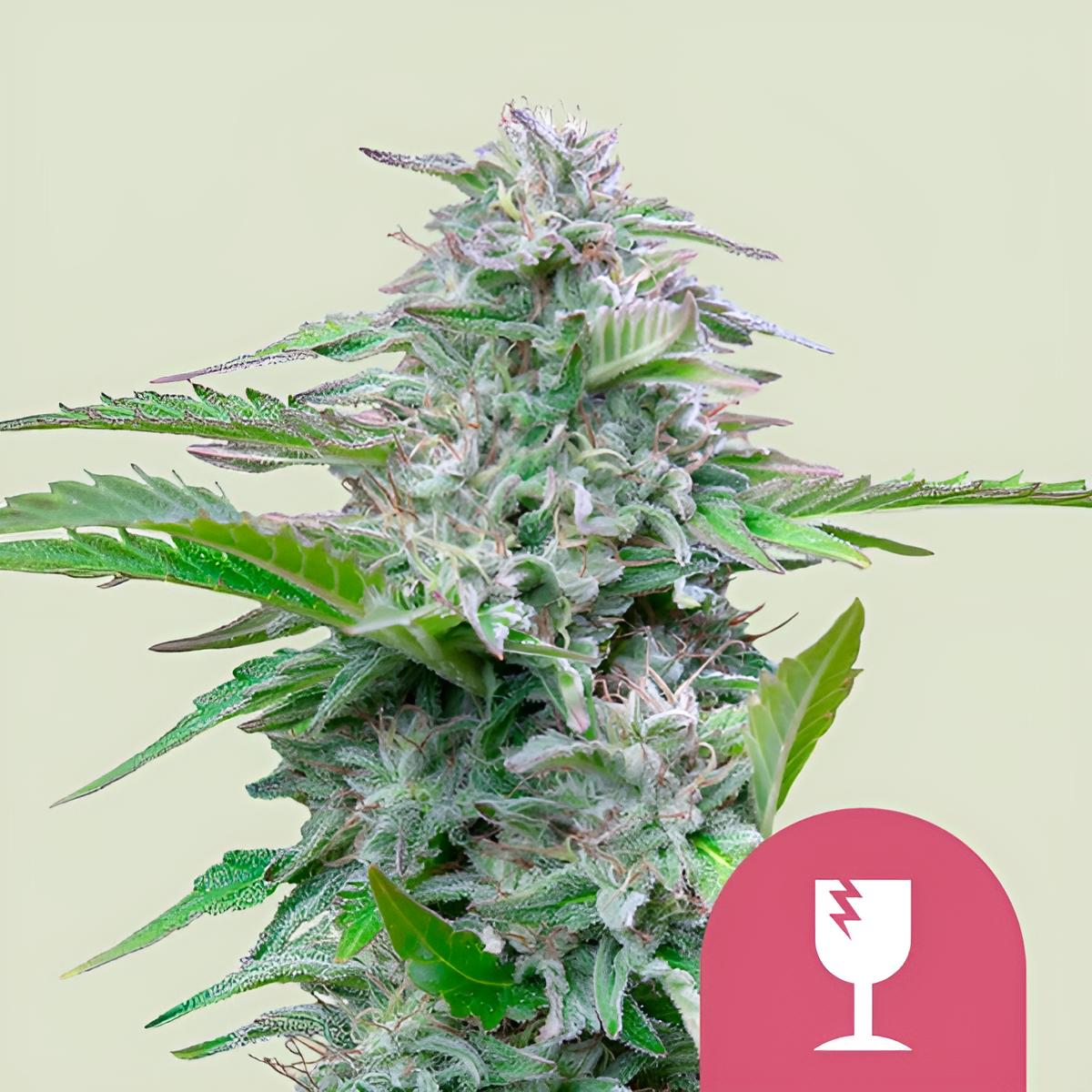 Critical Premium Photoperiodische Cannabissamen