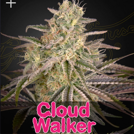 Cloudwalker - Greenhouse Seeds - 3 Stk