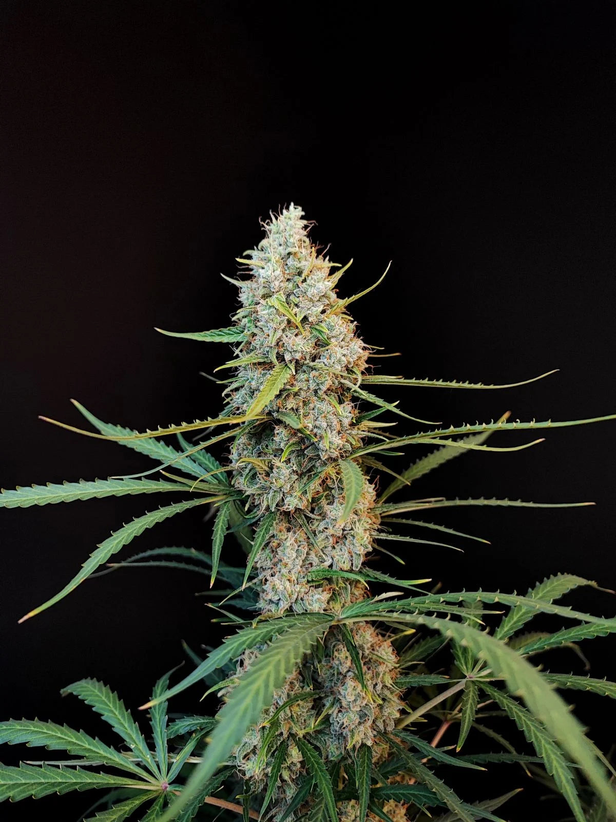 Jack Herer Auto – Fast Buds - 3 Stk