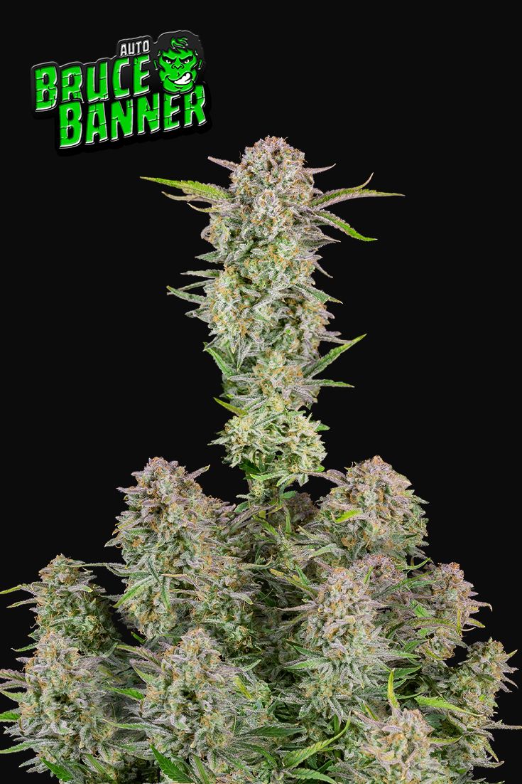 Bruce Banner Auto - Fast Buds - 3 Stk