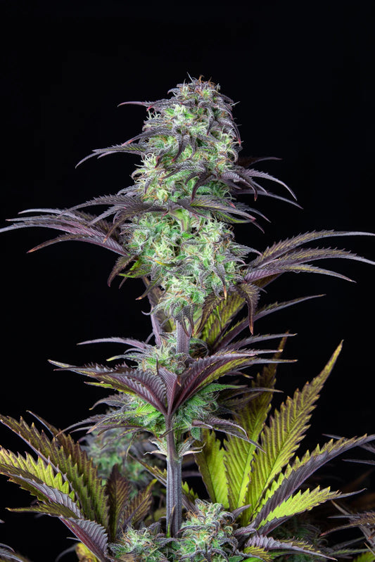 Blueberry Auto – Fast Buds - 3 Stk
