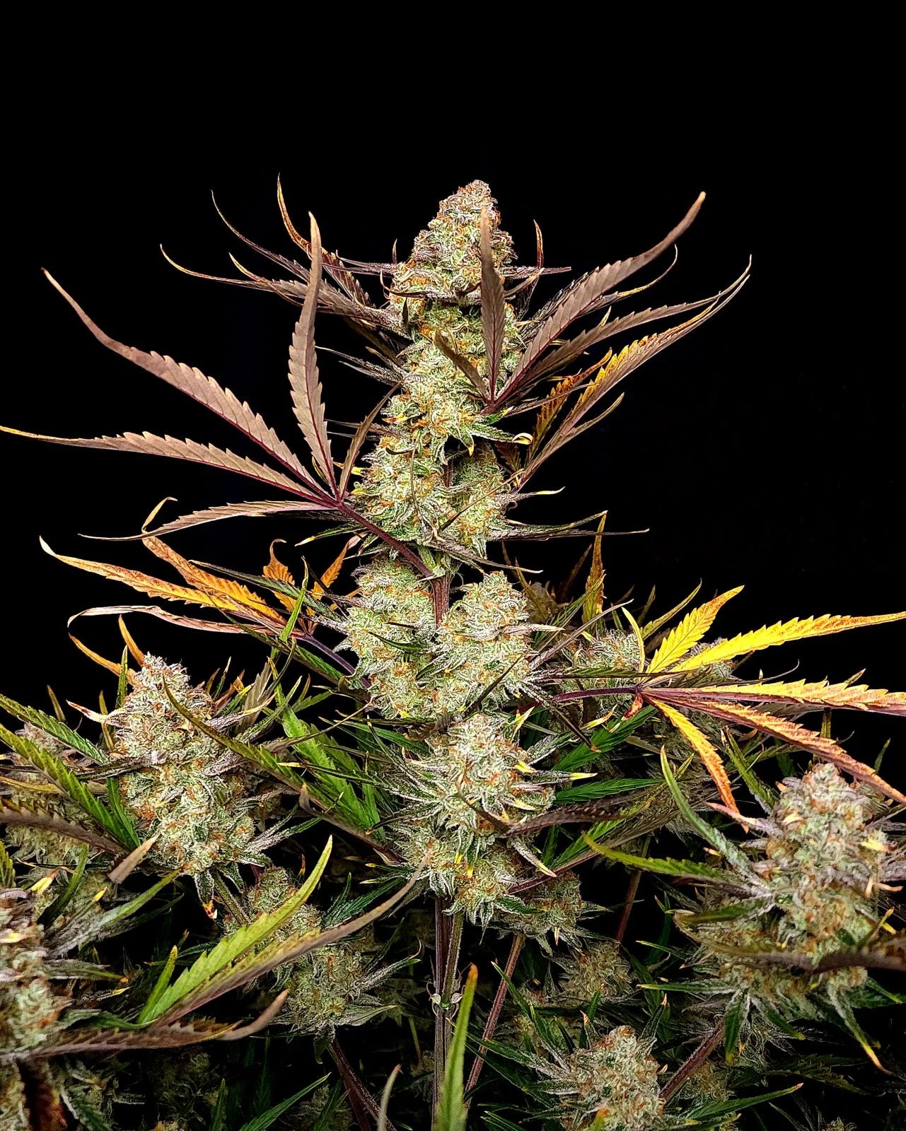Apple Strudel Auto – Fast Buds - 3 Stk
