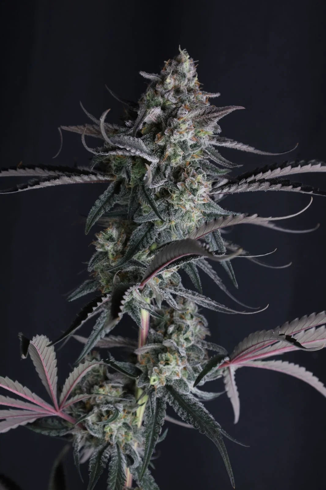 Pineapple OG Auto - Fast Buds - 3 Stk