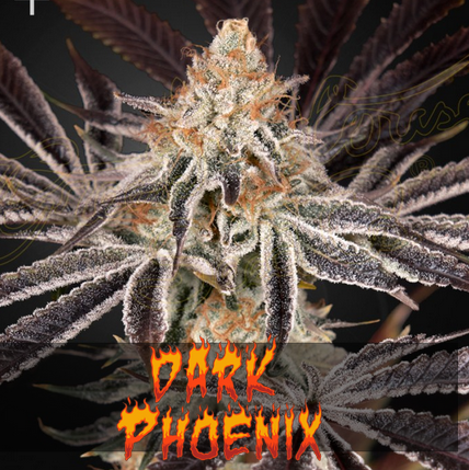 Dark Phoenix - Greenhouse Seeds - 3 Stk