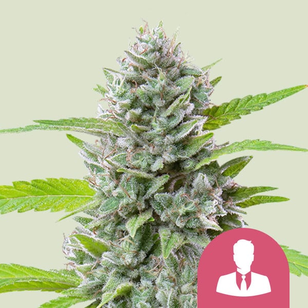 El Patron-Samen – Feminisierte Preisträgerin mit 22% THC