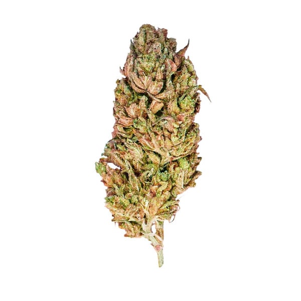El Patron-Samen – Feminisierte Preisträgerin mit 22% THC