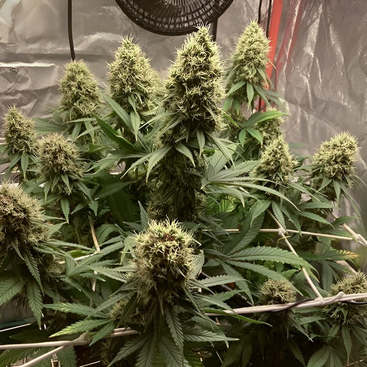 Euphoria CBD Cannabis-Samen thc