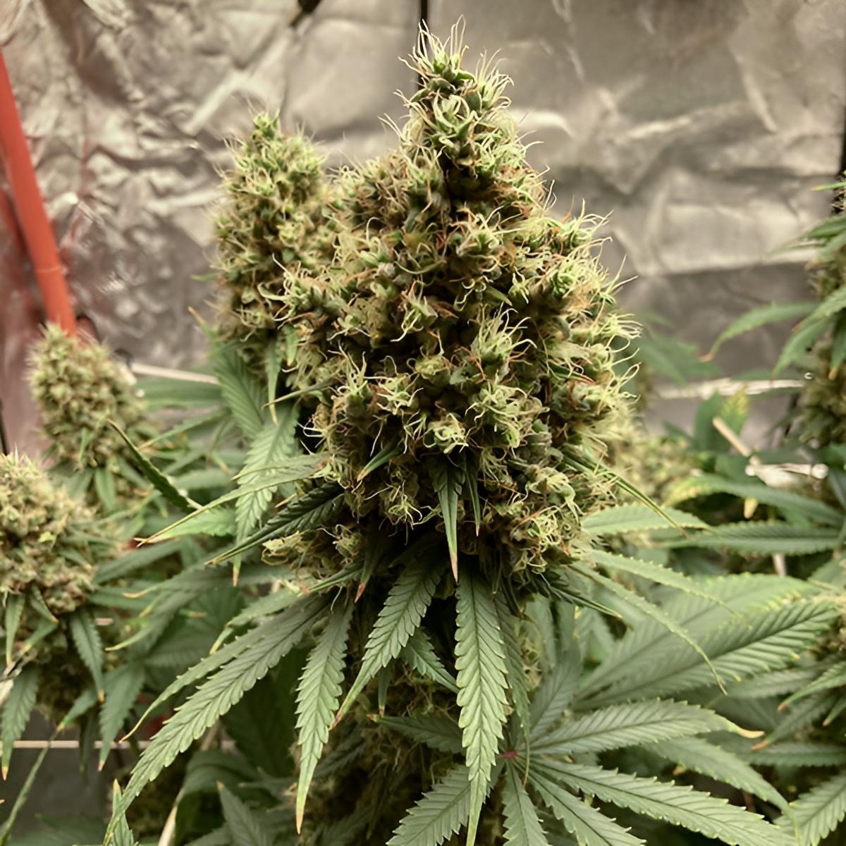 Euphoria CBD Cannabis-Samen