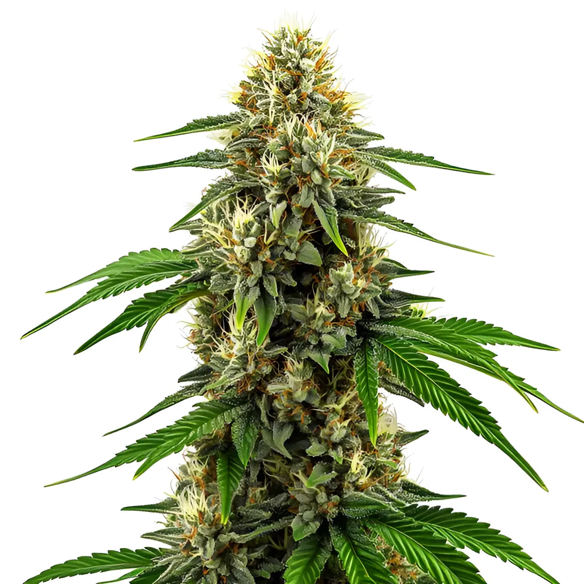 Future #1 THC Cannabissamen – Potenter Hybrid