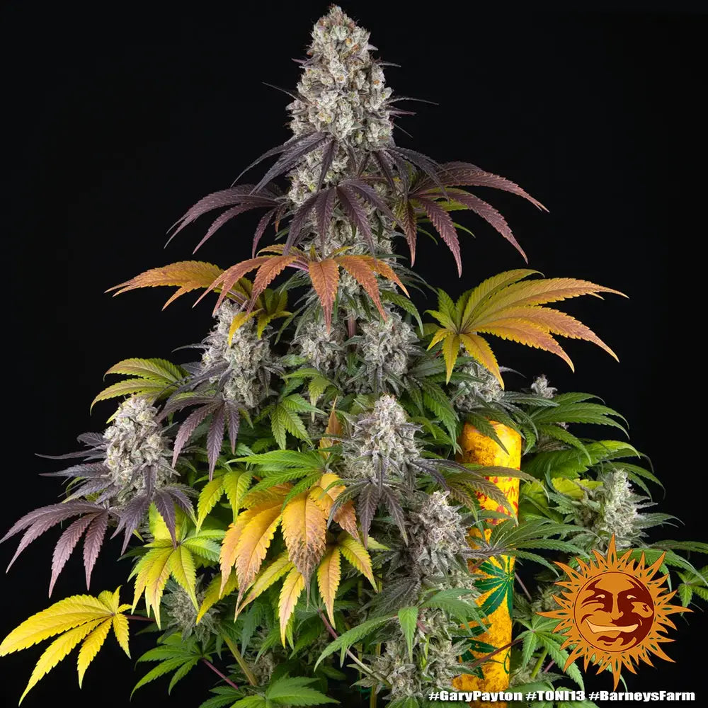 Gary Payton - Barneys Farm - 5 Stk