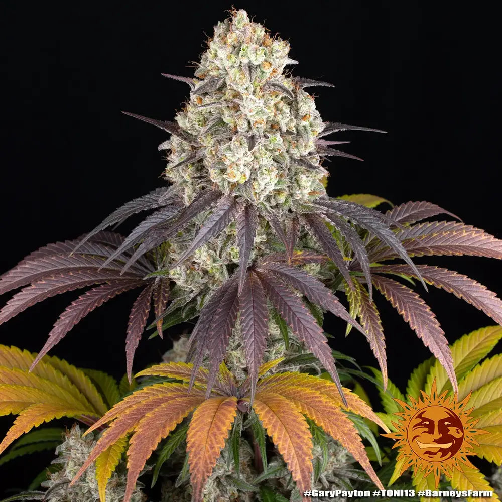 Gary Payton - Barneys Farm - 5 Stk