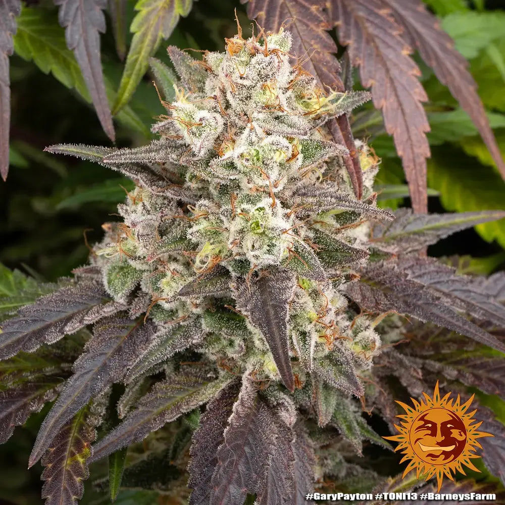 Gary Payton - Barneys Farm - 5 Stk