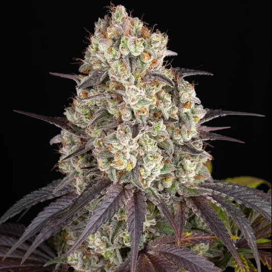 Gary Payton - Barneys Farm - 5 Stk