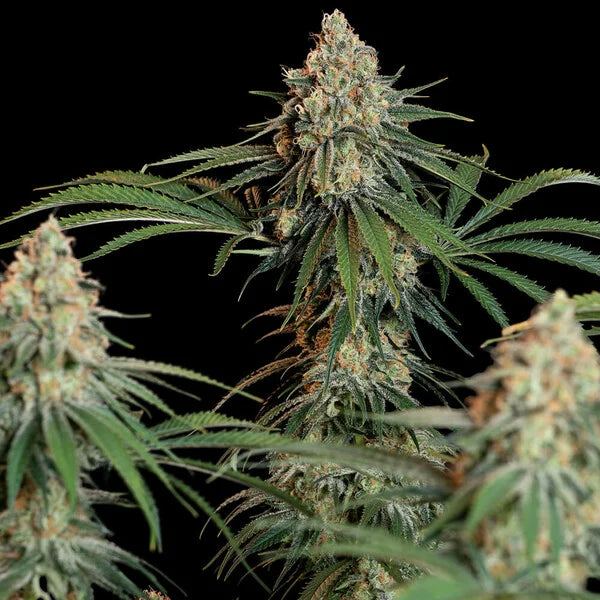 Granddaddy Purple - RQS - 3 Stk
