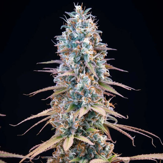 Granddaddy Purple - RQS - 3 Stk
