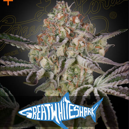 Great White Shark - Greenhouse Seeds - 3 Stk