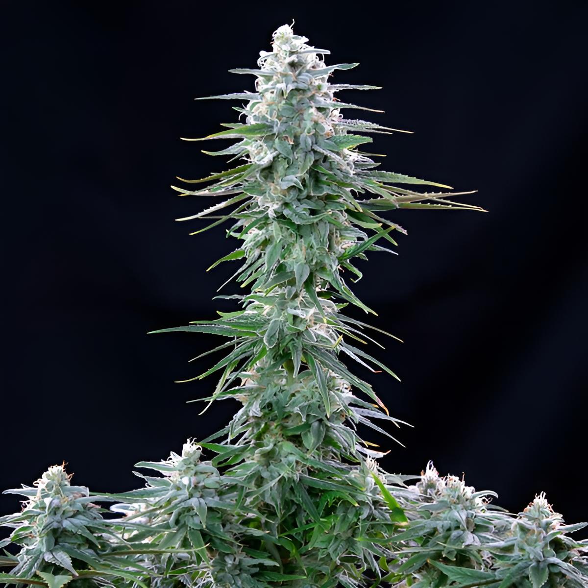 Power Flower Premium Photoperiodische Cannabissamen hippi