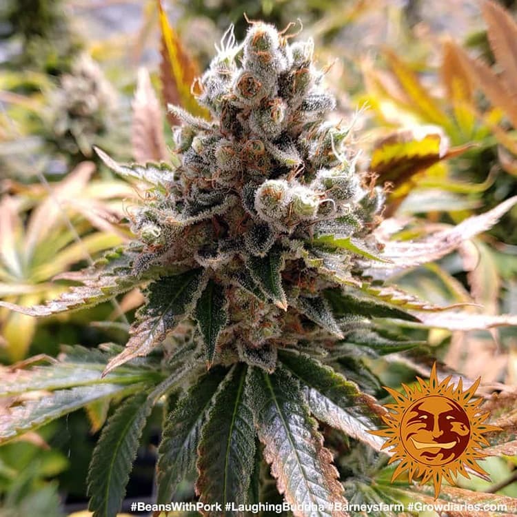 Laughing Buddha - Barneys Farm - 3 Stk