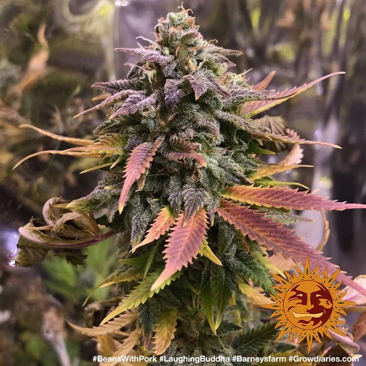 Laughing Buddha - Barneys Farm - 3 Stk