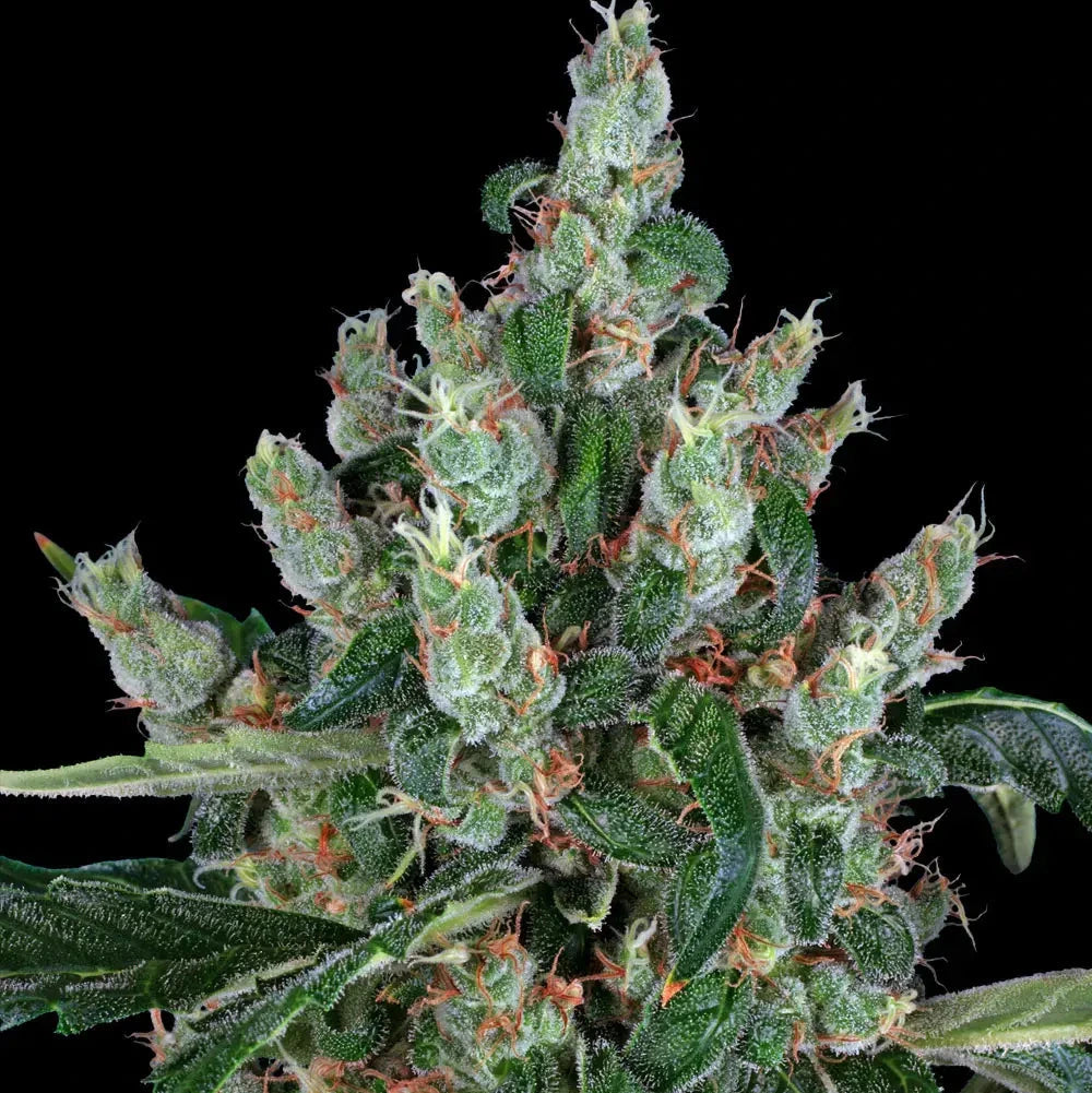 Laughing Buddha - Barneys Farm - 3 Stk