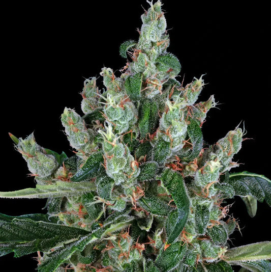 Laughing Buddha - Barneys Farm - 3 Stk