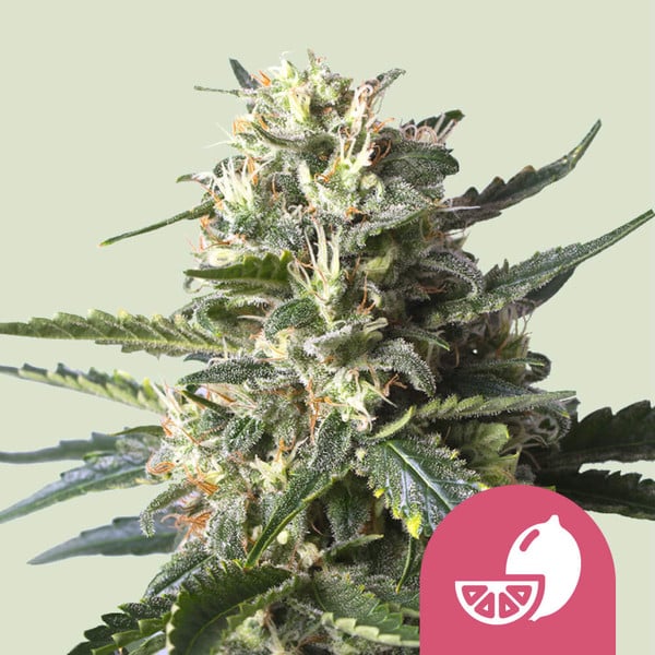 Lemon Shining Silver Haze Cannabis-Samen