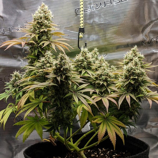 Lemon Shining Silver Haze Cannabis-Samen