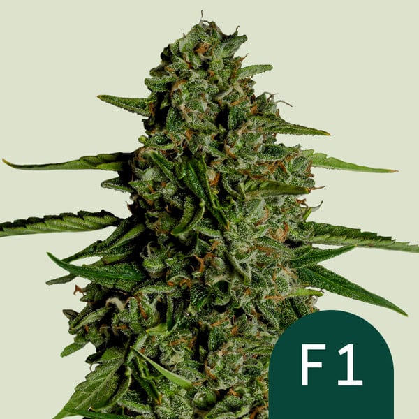 Medusa F1 Cannabis-Samen
