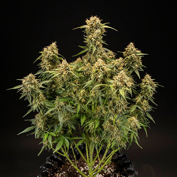 Medusa F1 Cannabis-Samen