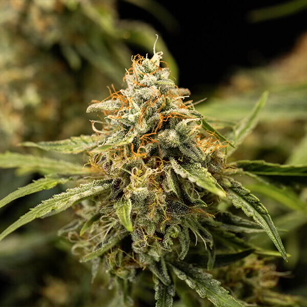 Medusa F1 Cannabis-Samen