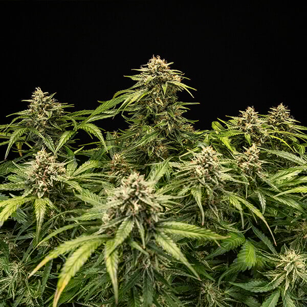 Medusa F1 Cannabis-Samen