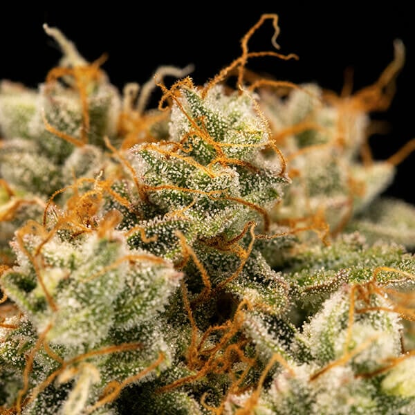 Medusa F1 Cannabis-Samen