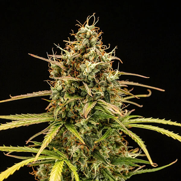Milky Way F1 – Autoflower thc samen
