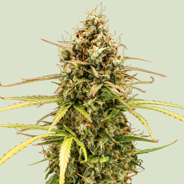 Milky Way F1 – Autoflower mit XXL-Ertrag &amp; Sehr Hohem THC