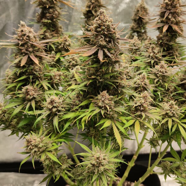 North Thunderfuck Cannabis-Samen