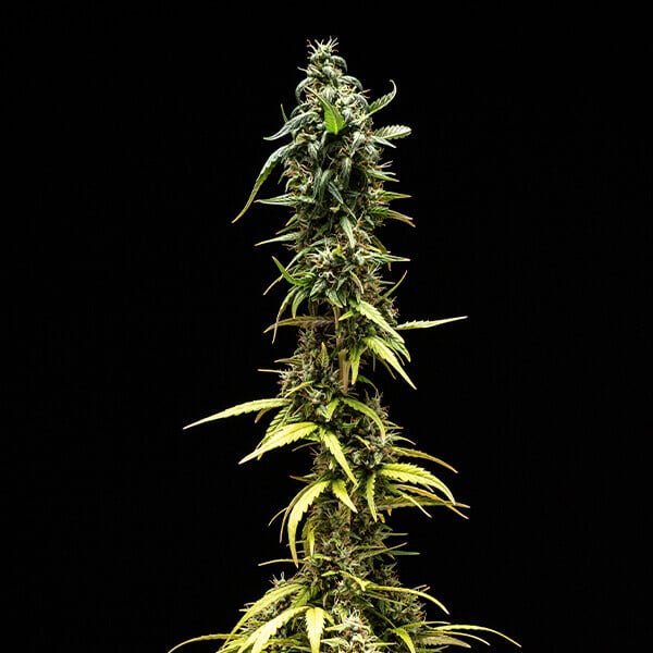 NYC Sour Diesel 3 Stk