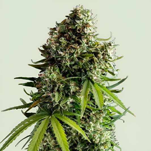 NYC Sour Diesel 3 Stk