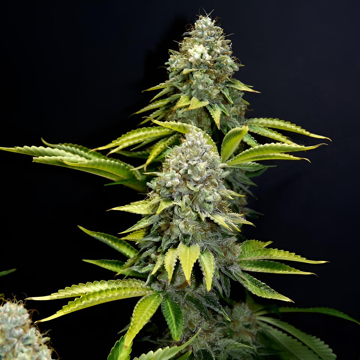 OG Kush (3 Stk.): Feminisierte Indica-Dominante Cannabissorte mit 19% THC und Hohem Ertrag