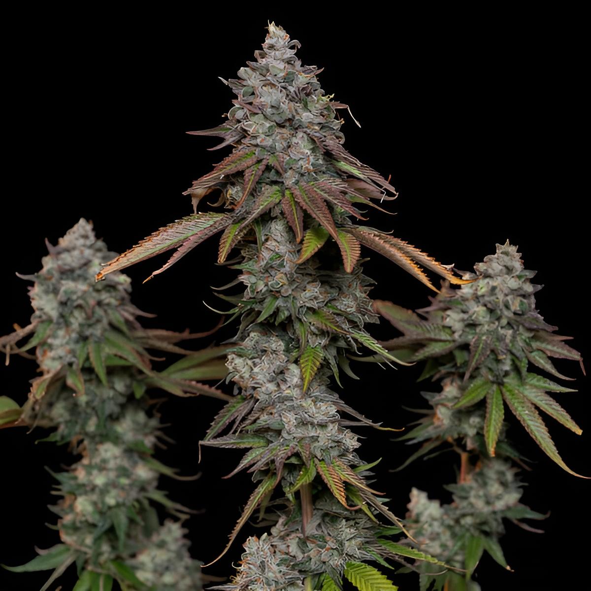 OG Kush (3 Stk.): Feminisierte Indica-Dominante Cannabissorte mit 19% THC und Hohem Ertrag