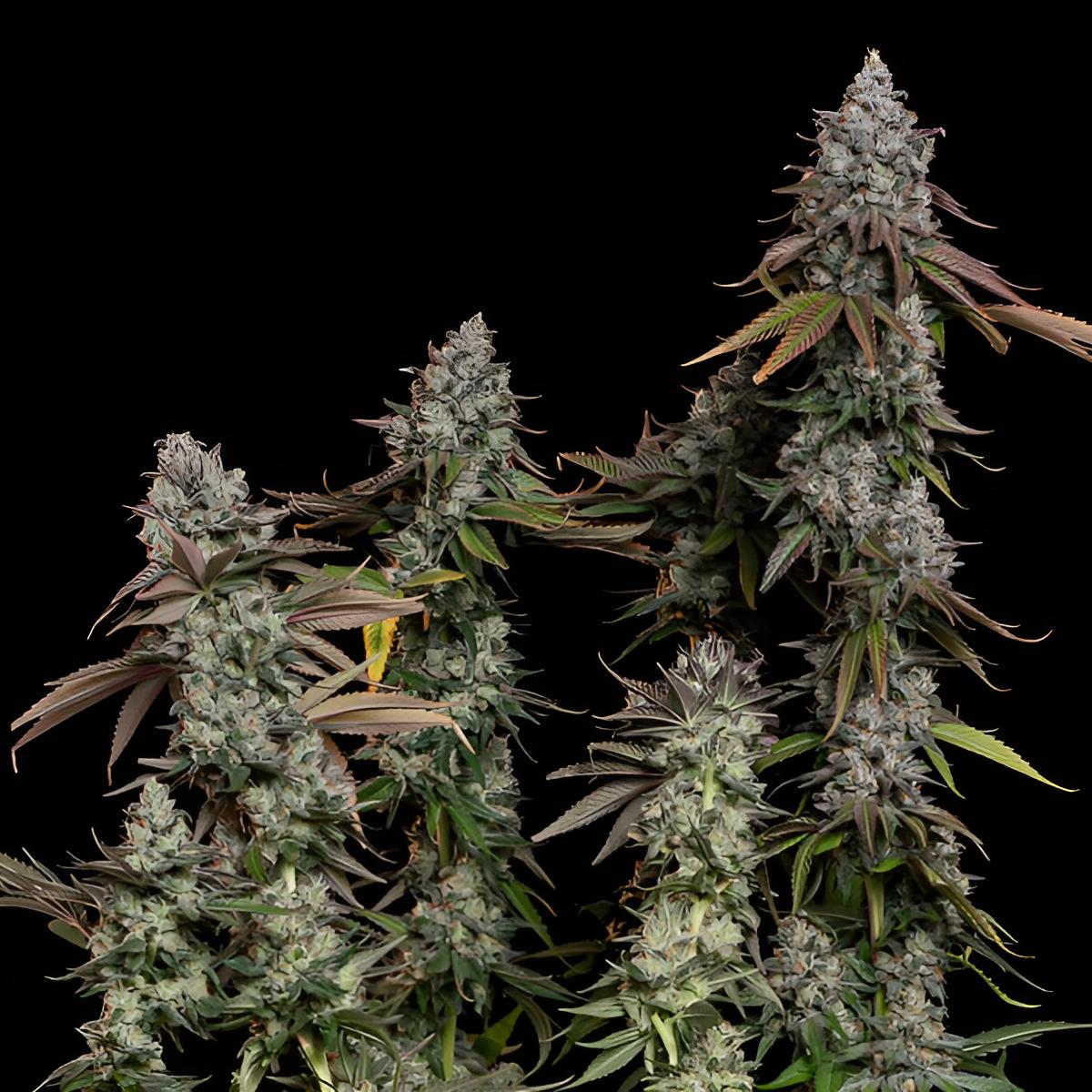 OG Kush (3 Stk.): Feminisierte Indica-Dominante Cannabissorte mit 19% THC und Hohem Ertrag